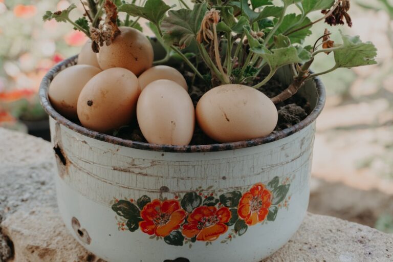 Photo planting organic vegetables at home