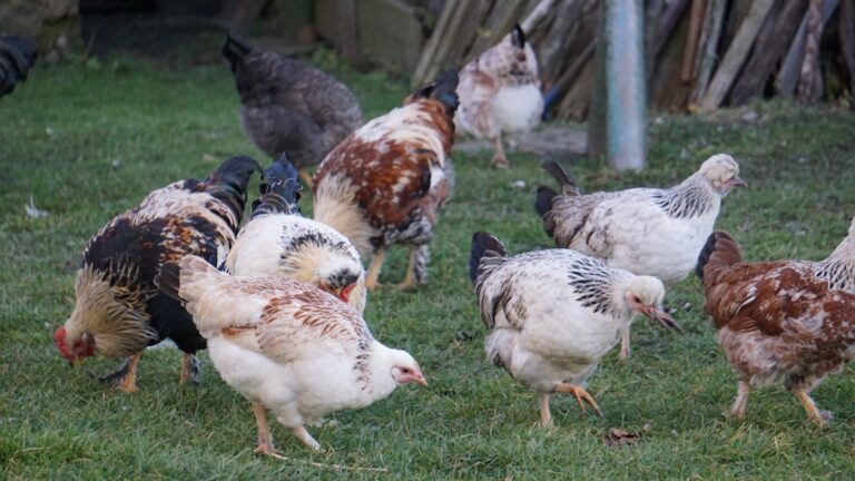 Photo poultry farming