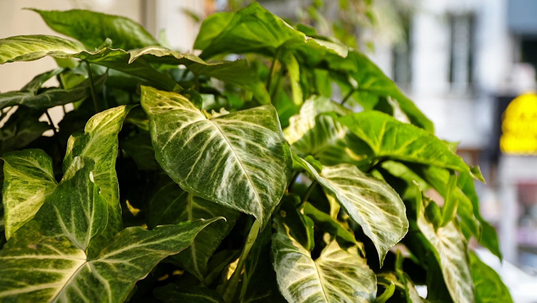 Photo plant disease prevention